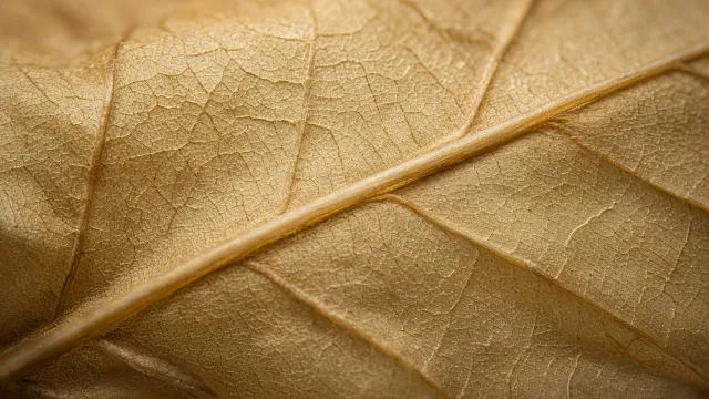 Time Is the Secret Ingredient: The Aged-Tobacco Releases Defining Fall 2026