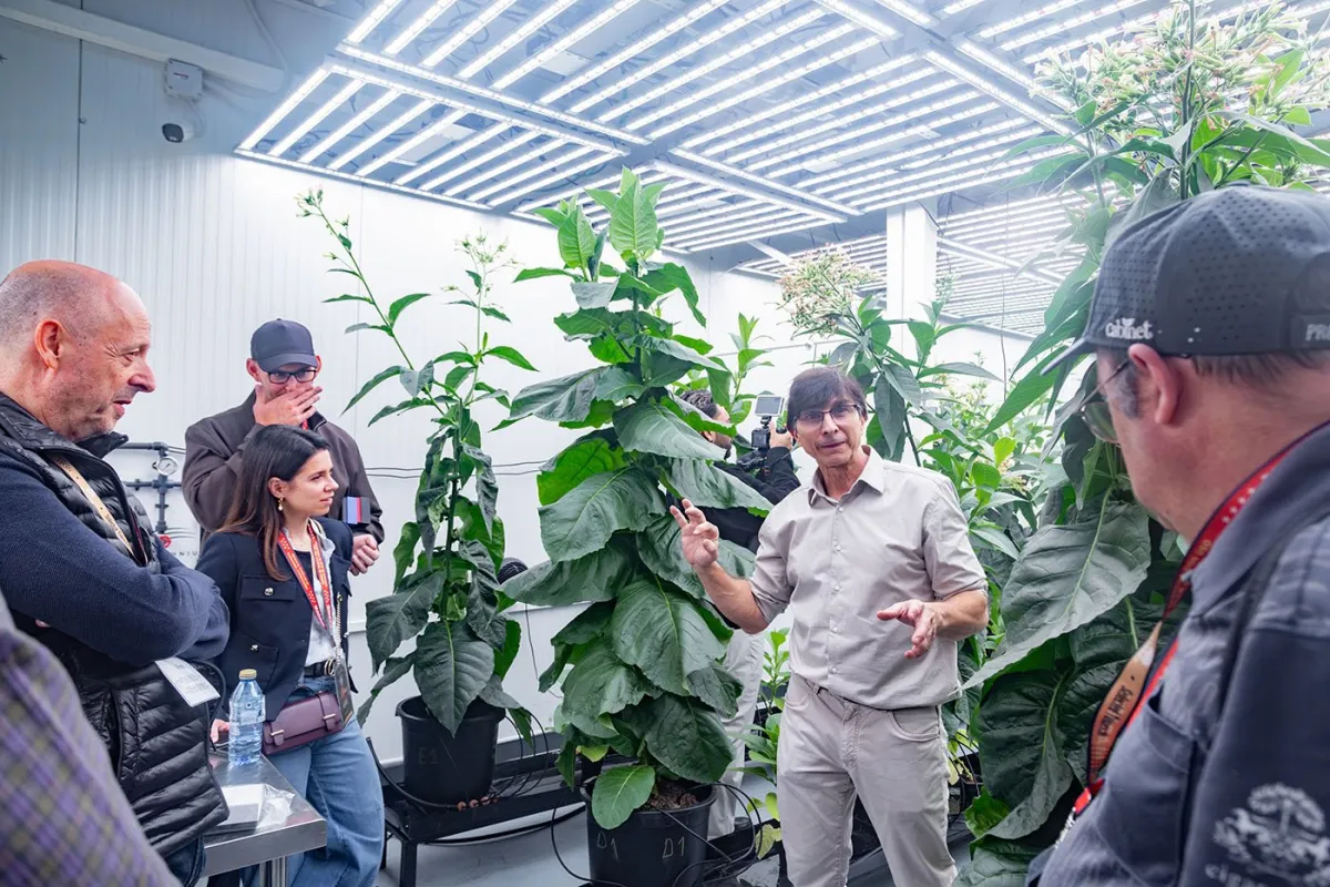 Guests on a tour among tobacco plants in the germination laboratory at Selected Tobacco's Madrid facility