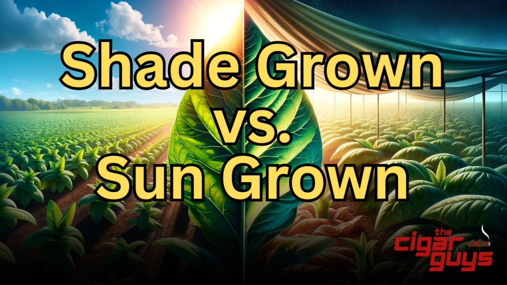 Sun Grown vs. Shade Grown Tobacco: Understanding the&nbsp;Differences
